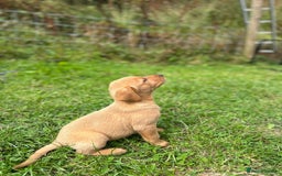 Labrador Retriever dogs for sale: 3 Beautiful Fox Red Labrador puppies - Image 6