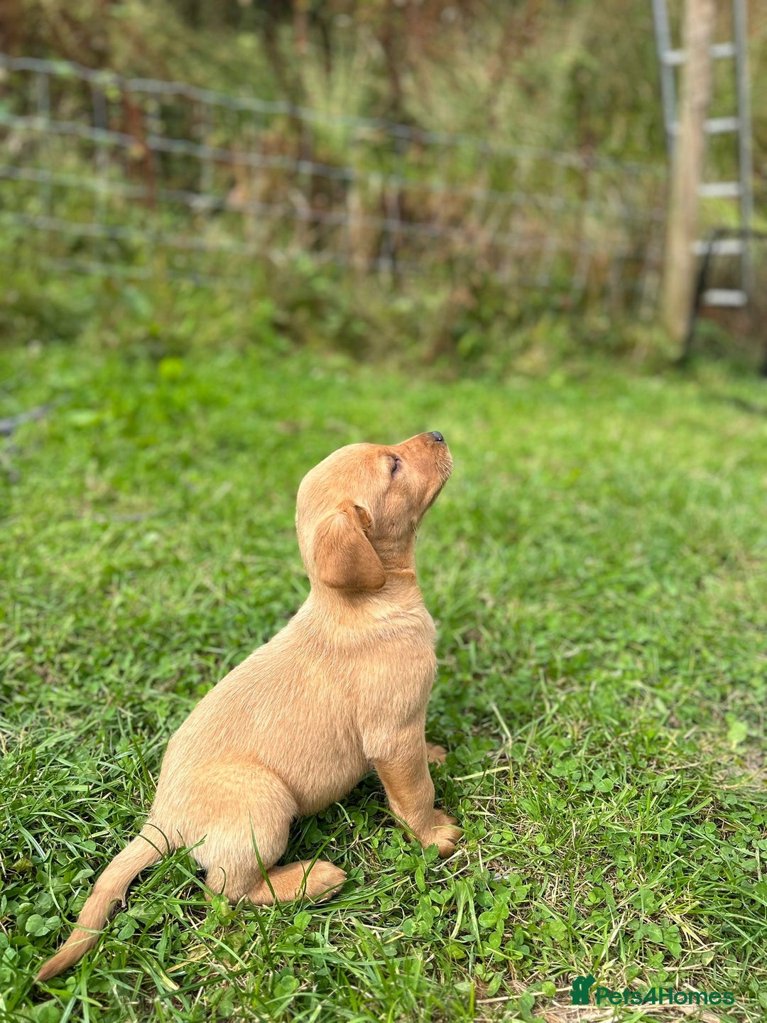 Labrador Retriever dogs for sale: 3 Beautiful Fox Red Labrador puppies - Image 6
