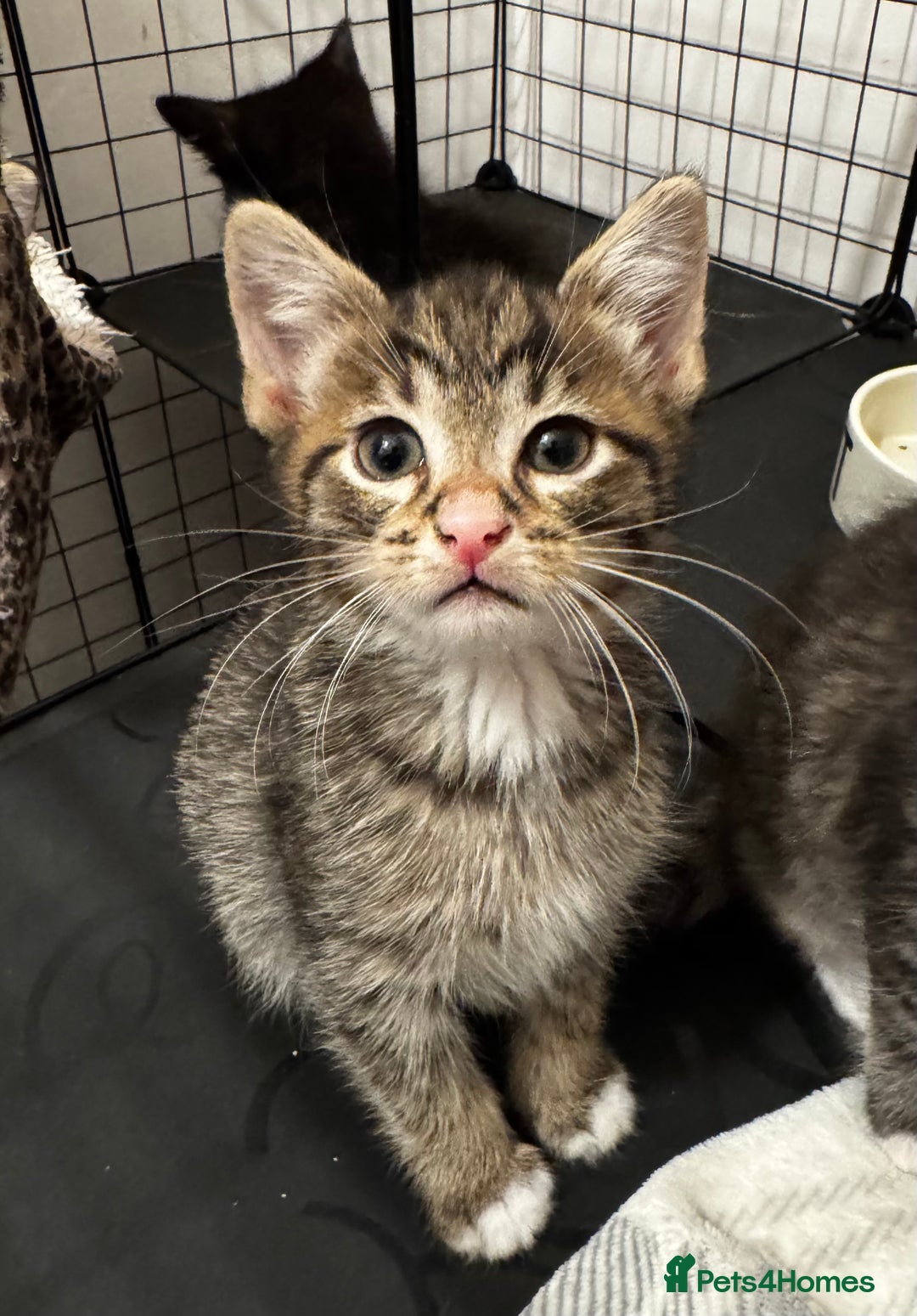 Mixed Breed cats for sale: Kittens 🐈🐈‍⬛ - Advert 3