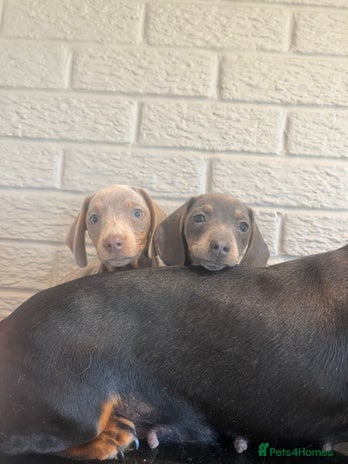 Miniature Dachshund dogs - Advert 3