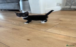 Mixed Breed cats for sale: 2 female kittens ready 14th October  - Image 4