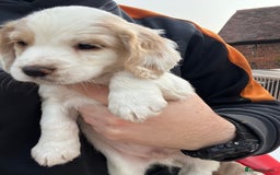 Cocker Spaniel dogs for sale: Working Coker spaniels  in Worcester - Image 8
