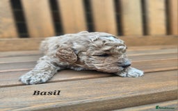 Cavapoo dogs for sale: Miniature cavapoo f1bb puppies - Image 14