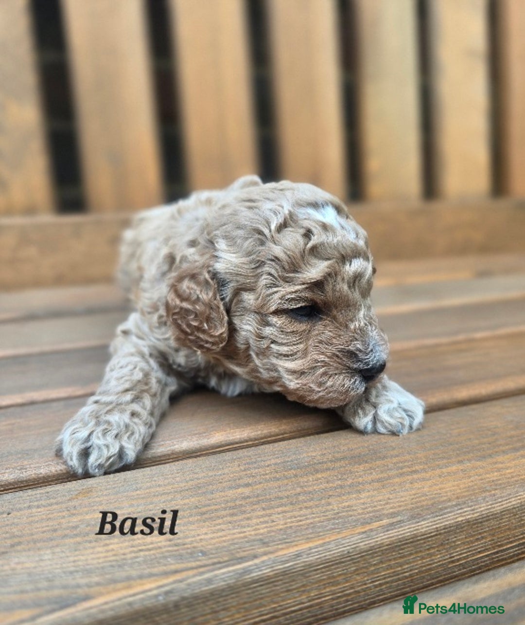 Cavapoo dogs for sale: Miniature cavapoo f1bb puppies - Image 14