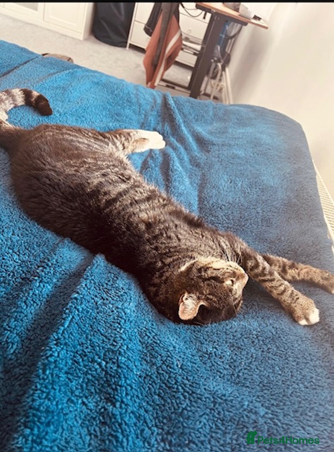 Burmese cats for sale: Gentle 10 yr old Burmess X.Looking for loving home - Image 2