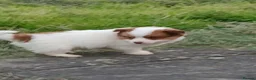 Jack Russell dogs for sale: 4 beautiful Jack Russel puppies £700 - Advert 14