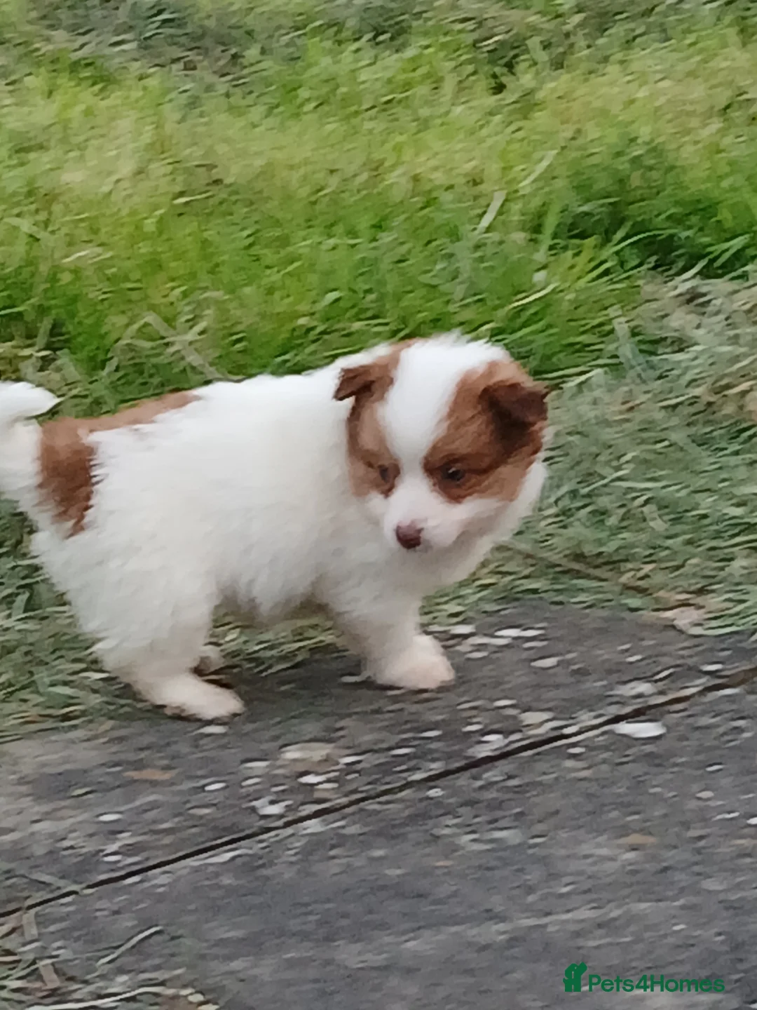 Jack Russell dogs for sale: 4 beautiful Jack Russel puppies £700 - Advert 14