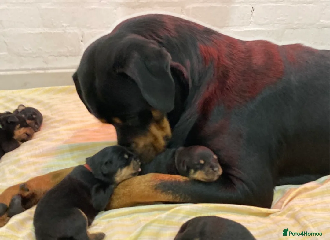 Rottweiler dogs for sale: Female ready to leave 23rd February  - Advert 10