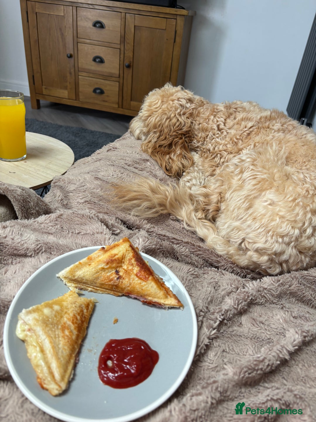 Cockapoo dogs for sale: Willow 16 month old cockapoo - Advert 1