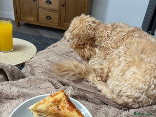 Cockapoo dogs Willow 16 month old cockapoo - Advert 1