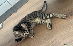 Keetso cats for sale: Reduced Ready now Last 1, Rare Jungle Curl Kittens in Portsmouth - Image 26