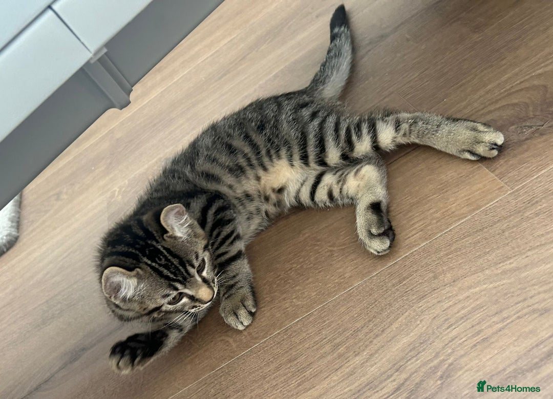 Keetso cats for sale: Reduced Ready now Last 1, Rare Jungle Curl Kittens in Portsmouth - Image 26