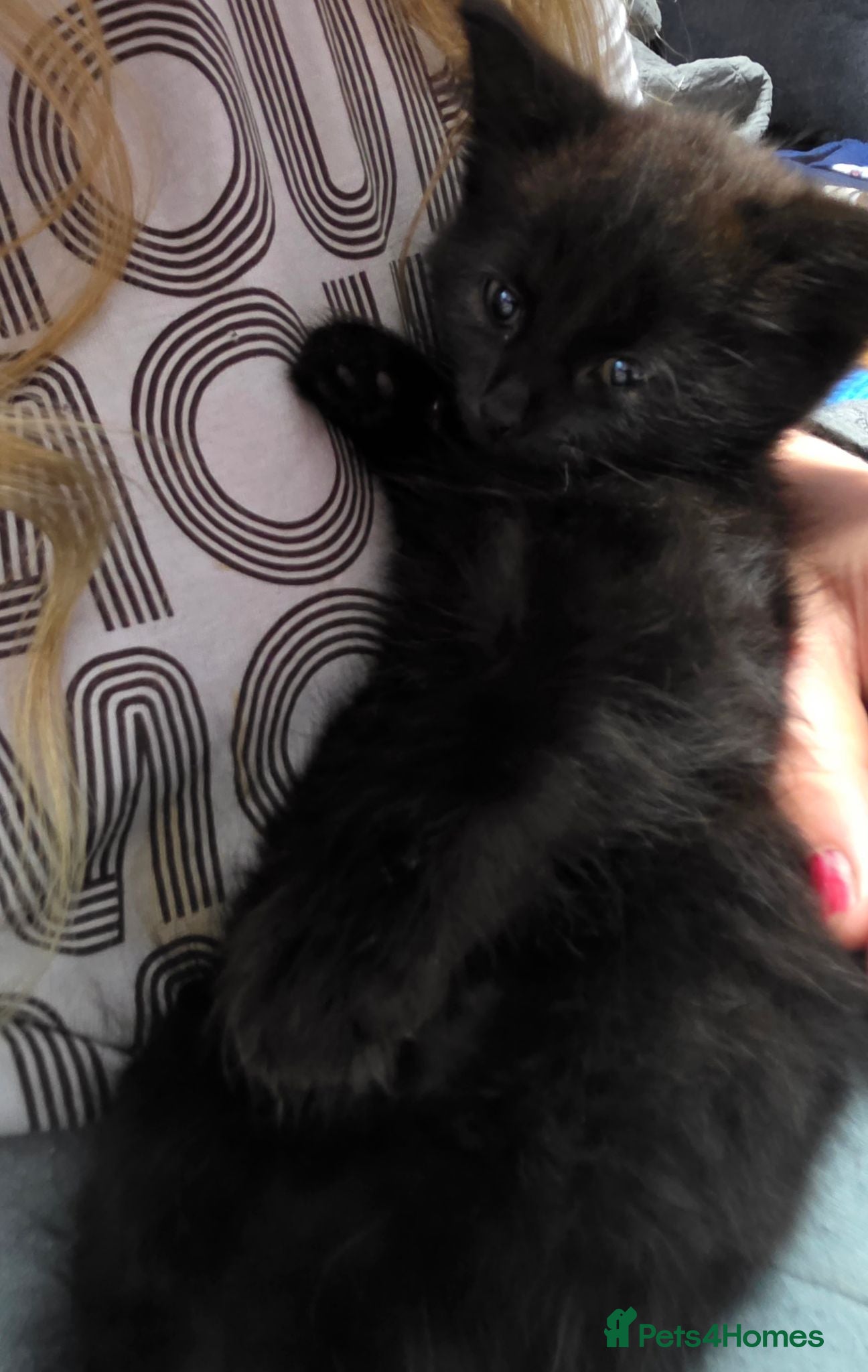 British Longhair cats Female black kitten - Advert 1