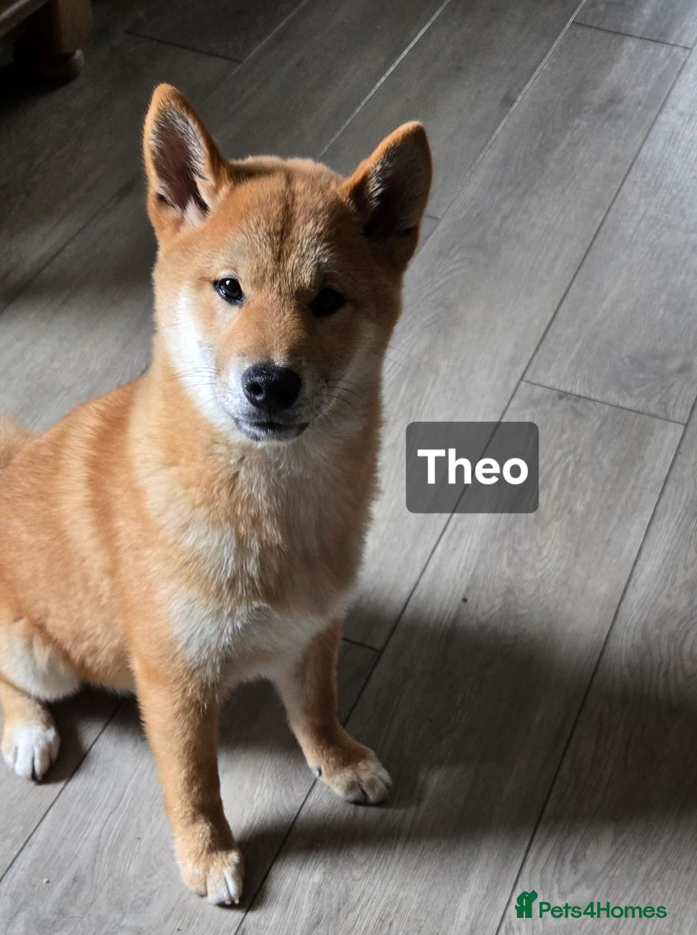 Japanese Shiba Inu dogs Foxy little shibas - Advert 1