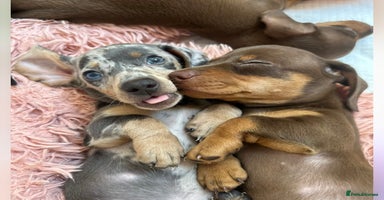 Miniature Dachshund dogs - Advert 15