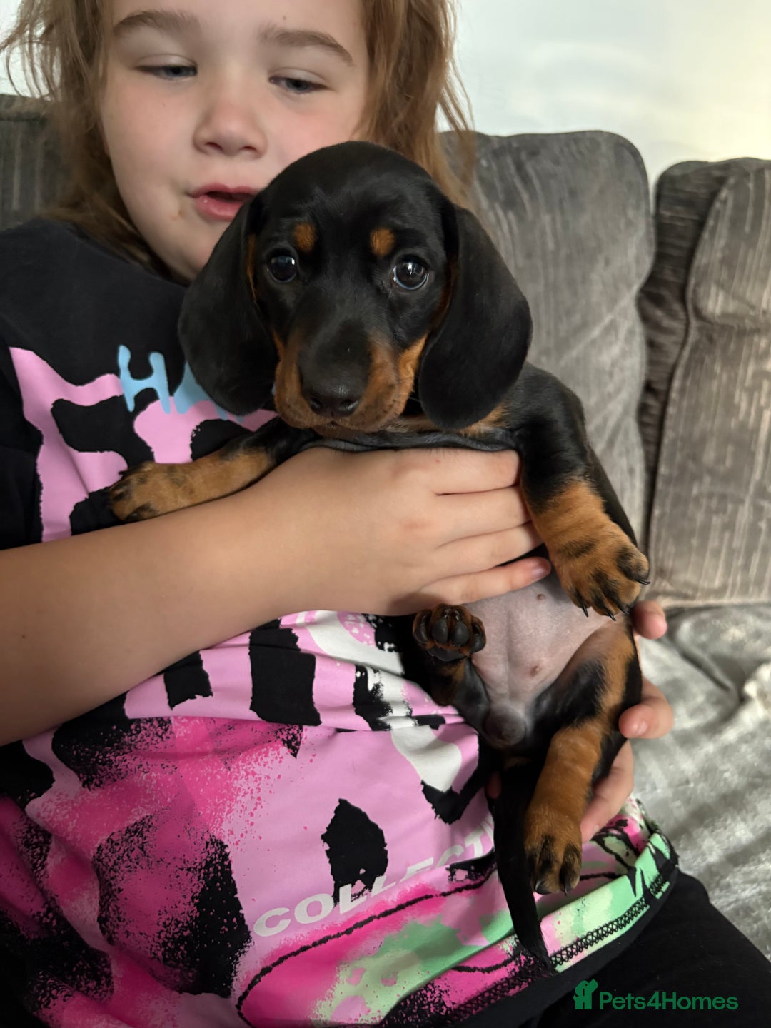 Miniature Dachshund dogs for sale: Mini Dachshund puppys - Image 2