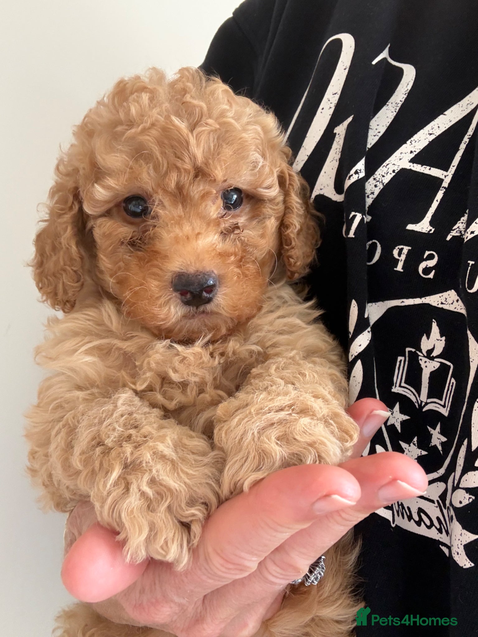 Cavapoo dogs Cavapoo fantastic! Playful beautiful puppies  - Advert 1