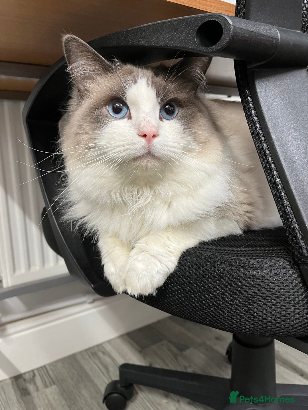 Ragdoll cats for sale: 3 year old blue point bicolour ragdoll - Advert 1