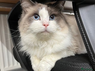 Ragdoll cats 3 year old blue point bicolour ragdoll - Advert 2