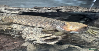Monitor reptiles - Advert 3