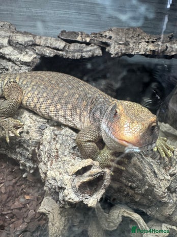 Monitor reptiles - Advert 1