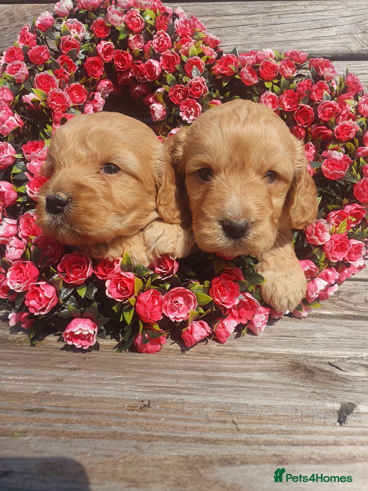 Cockapoo dogs cockapoo puppies f1 - Advert 1