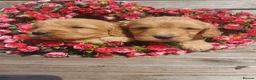 Cockapoo dogs for sale: cockapoo puppies f1 in Ayr - Advert 1