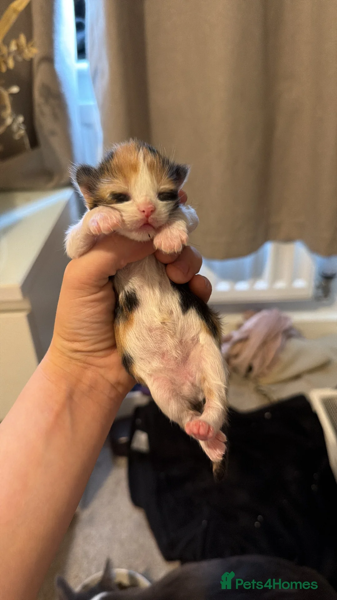 Maine Coon cats for sale: Mainecoon cross British shorthair  in Rochford - Advert 8