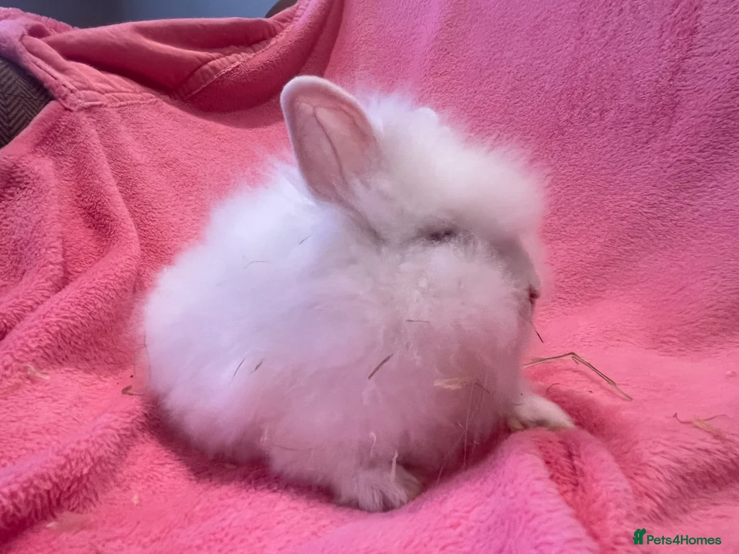 Lionhead rabbits for sale: Mini double maned lionheads £30-£75 - Advert 11
