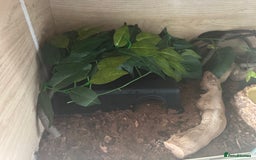 Python Snake reptiles for sale: Ball python  - Image 6