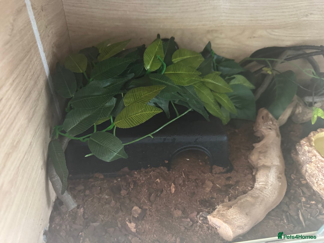 Python Snake reptiles for sale: Ball python  - Image 6