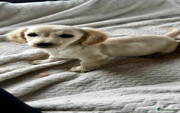 Miniature Dachshund dogs for sale: ♦️Mixed Cream Litter 🐶🌟 - Image 4