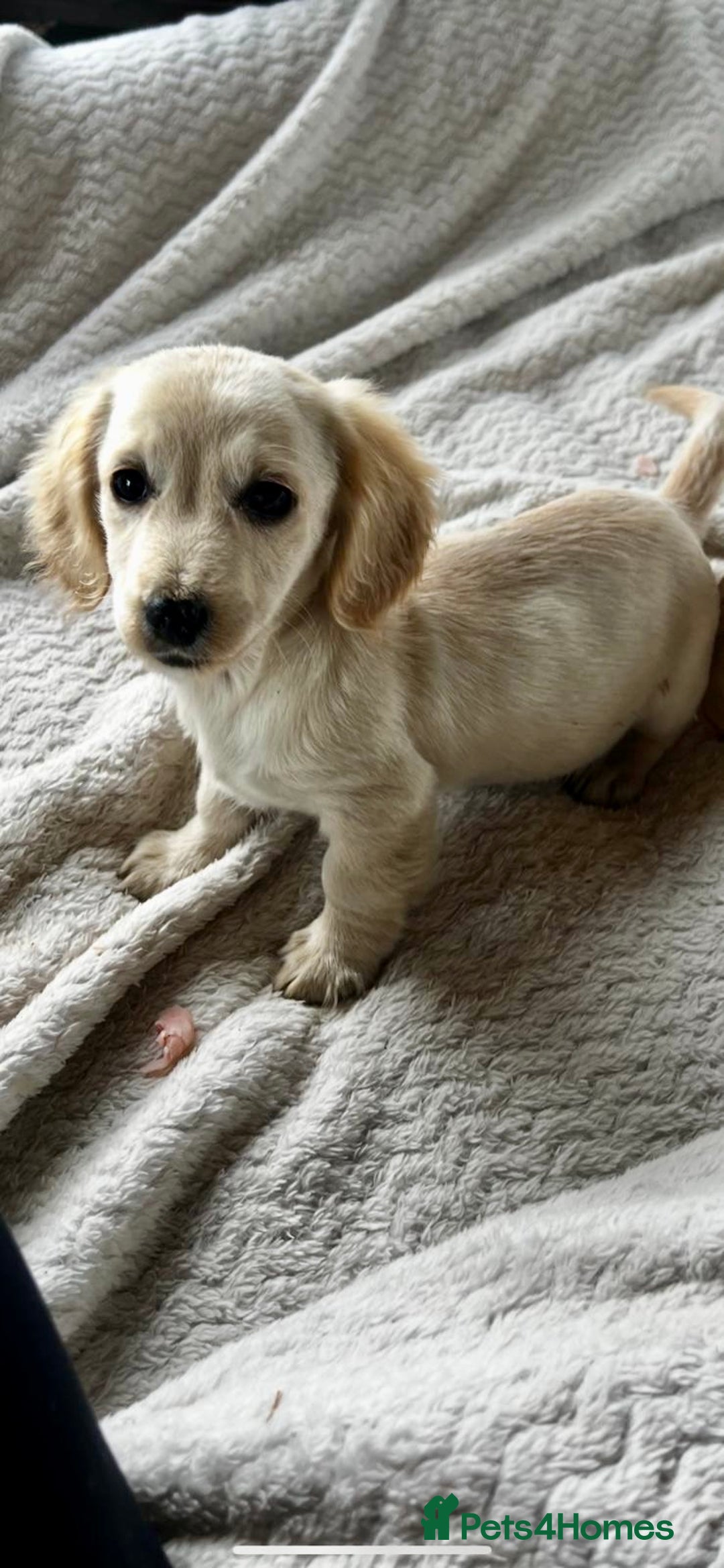 Miniature Dachshund dogs for sale: ♦️Mixed Cream Litter 🐶🌟 - Image 4