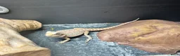 Bearded Dragon reptiles for sale: Baby&adult bearded dragons- possible a full setup  - Advert 4