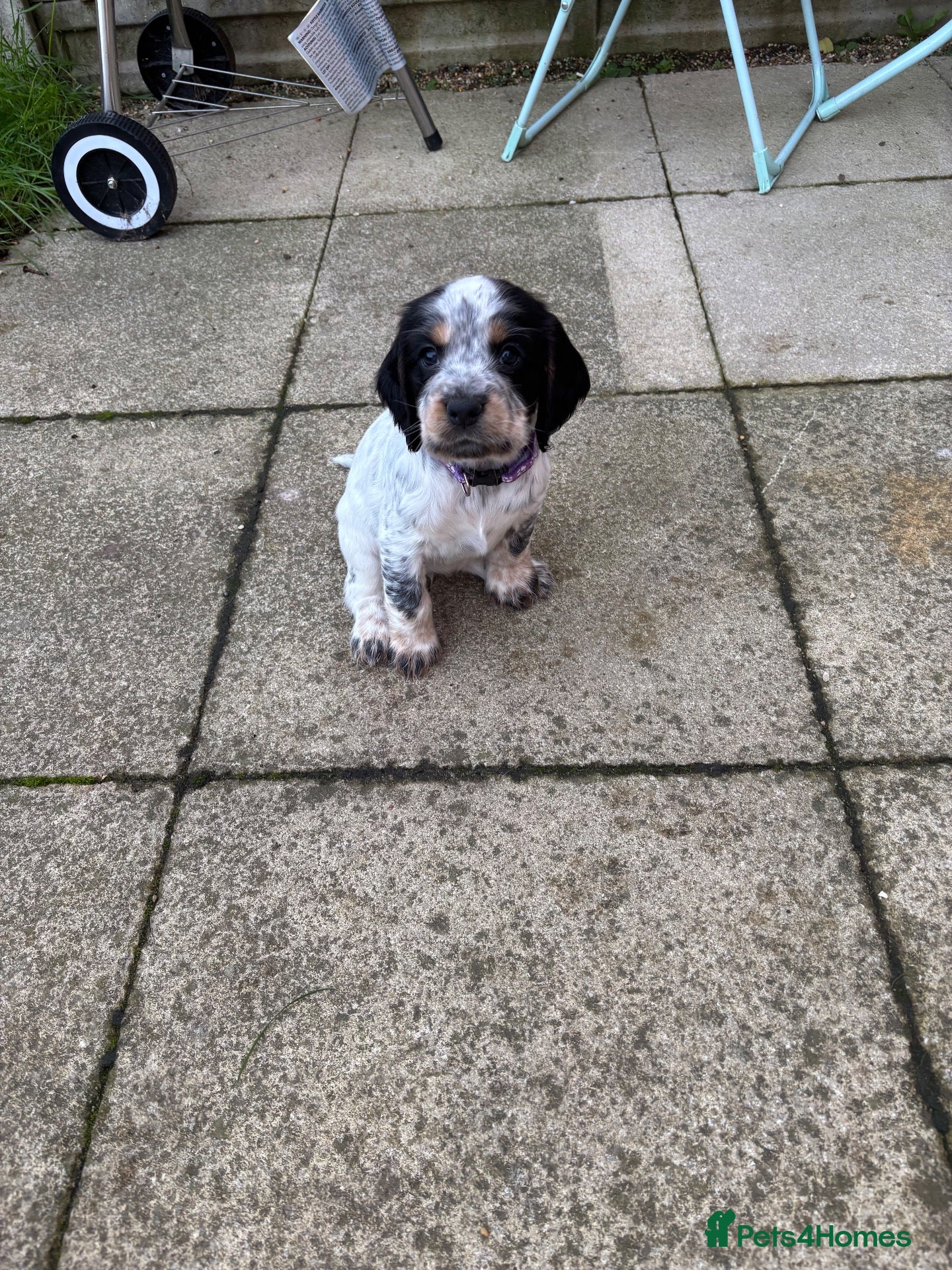 Sprocker dogs for sale: 6  beautiful sprocker cross puppy’s for sale - Advert 6
