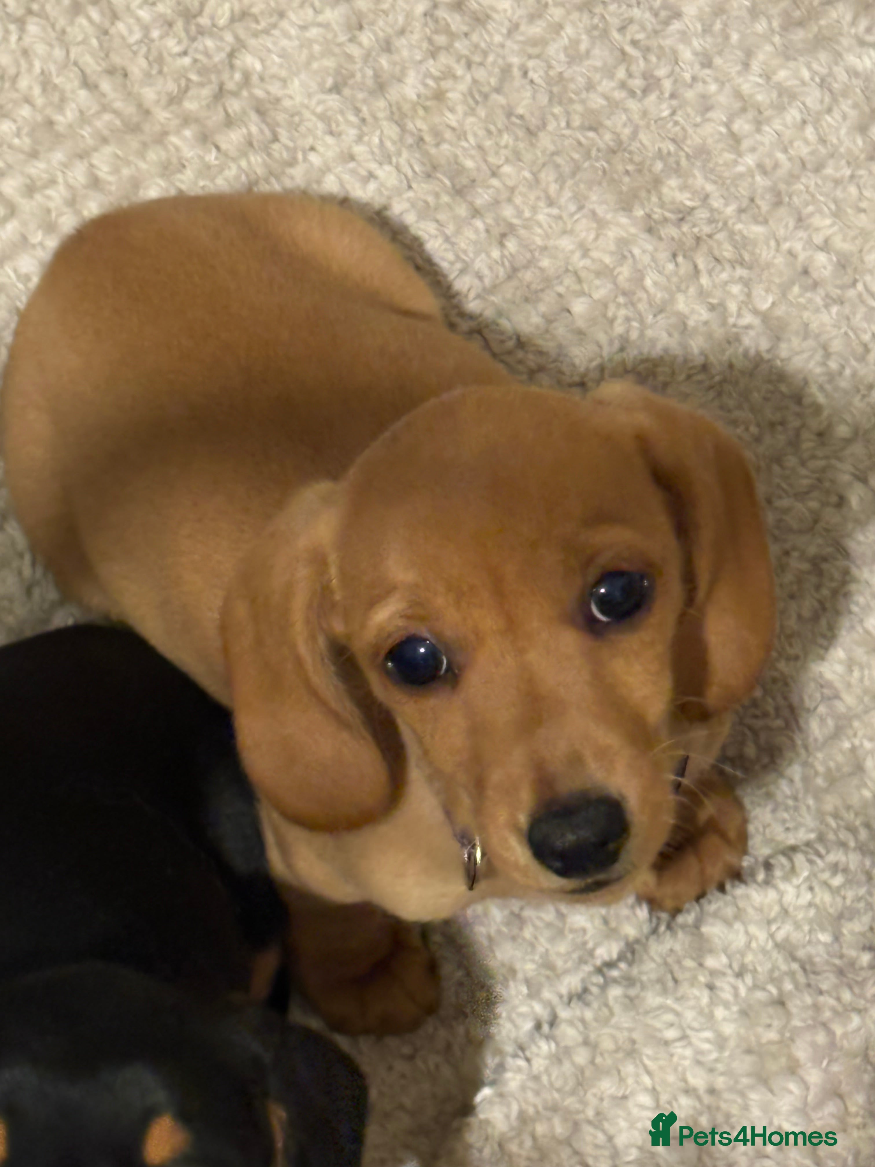 Miniature Dachshund dogs Miniature Smooth Dachshund's  - Advert 2