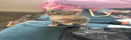 Mixed Breed cats for sale: Kittens available from 10/11/26 in Hinckley - Advert 12