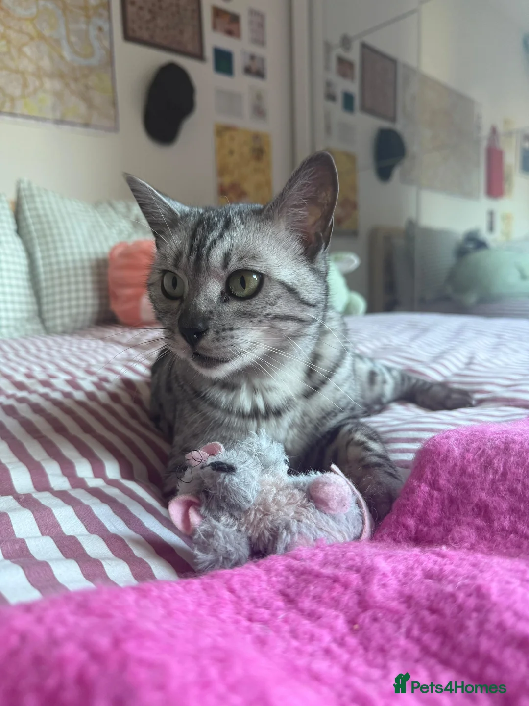 Bengal cats for sale: Beautiful mixed bengal kittens - Advert 1