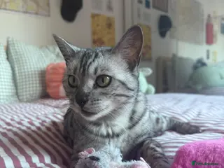 Bengal cats Beautiful mixed bengal kittens - Advert 2