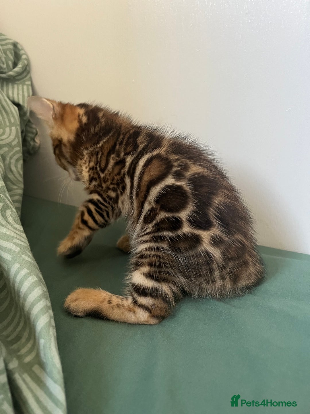 Bengal cats for sale: **LAST ONE** Female Rosetta Bengal - Image 6