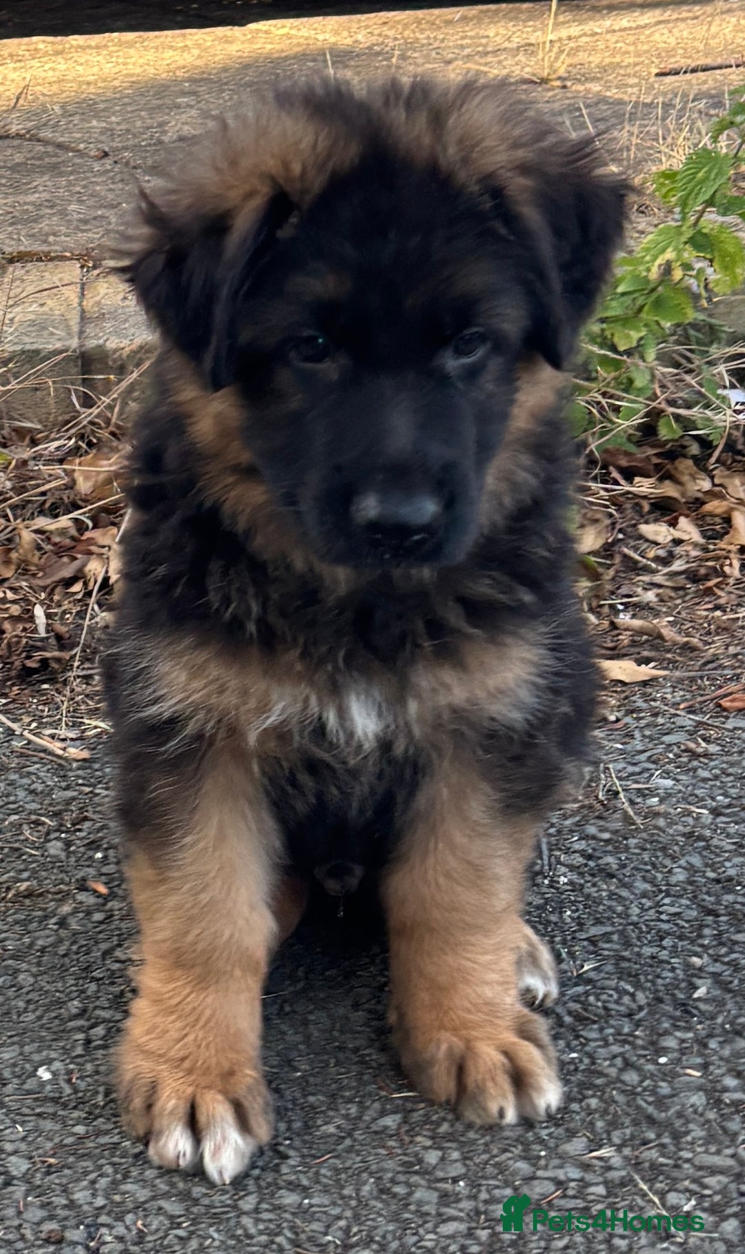 German Shepherd dogs for sale: Outstanding -KC registered male German shepherd  - Advert 5