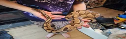 Python Snake reptiles for sale: Fire enchi/hidden gene woma in Maidstone - Advert 2