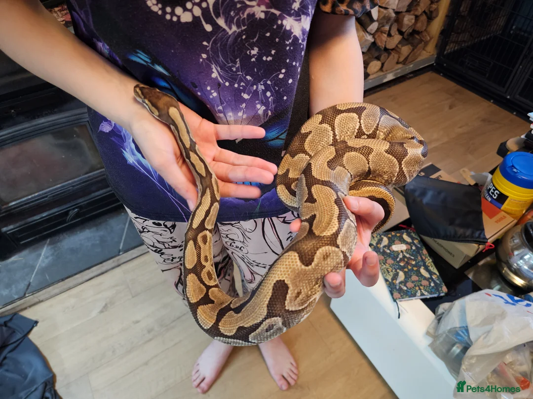 Python Snake reptiles for sale: Fire enchi/hidden gene woma in Maidstone - Advert 2