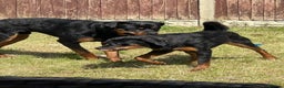 Rottweiler dogs for sale: Rottweiler - Advert 5
