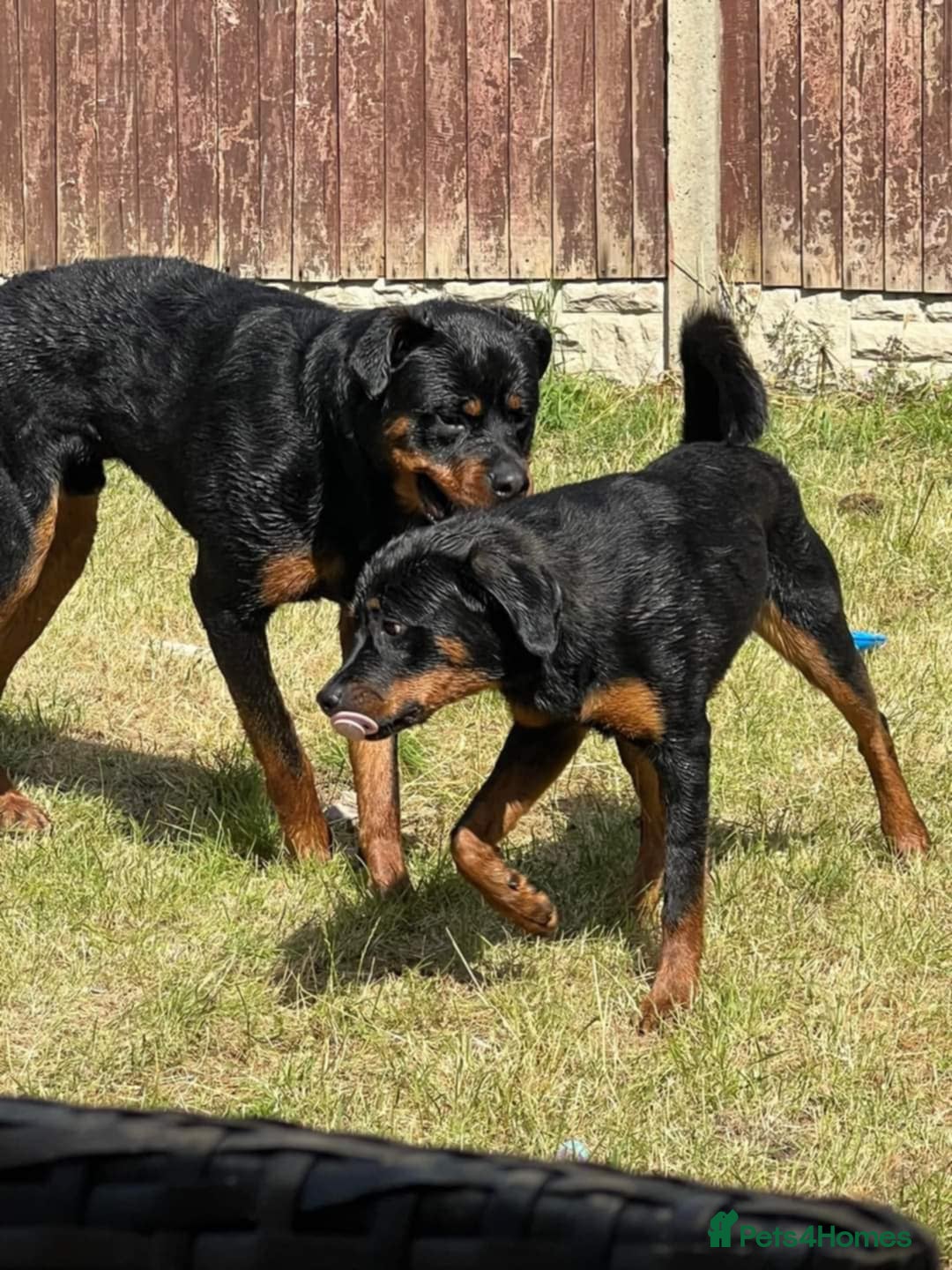 Rottweiler dogs for sale: Rottweiler - Advert 5