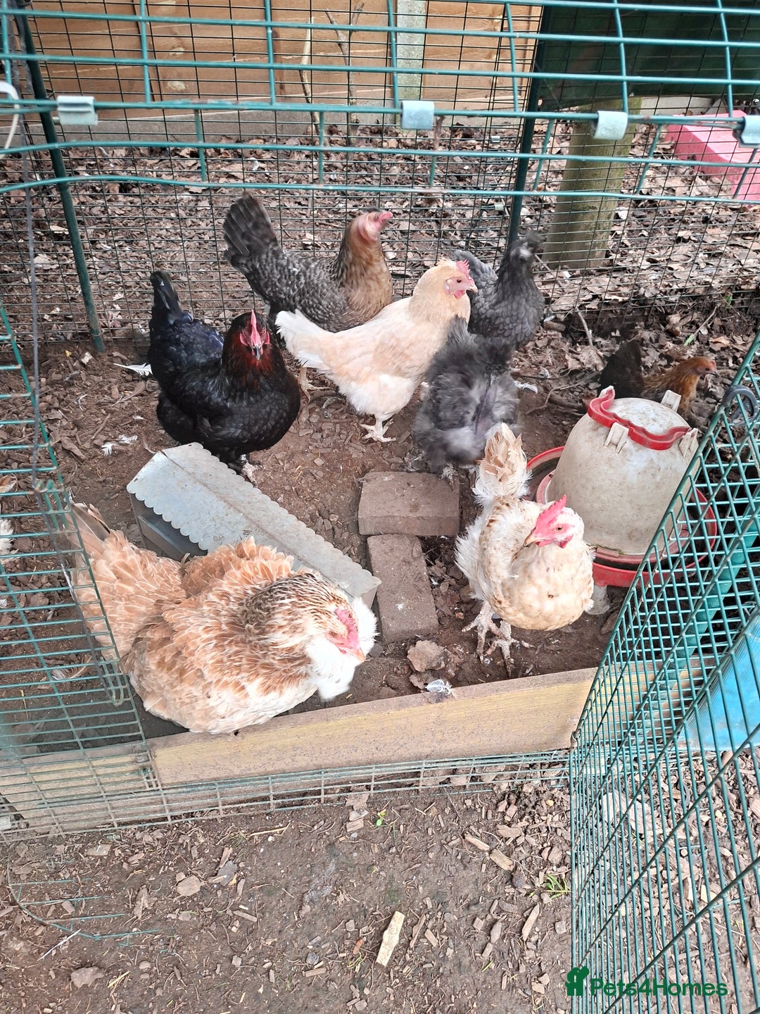 Chickens poultry for sale: Family loved chickens and Eglu - Advert 2