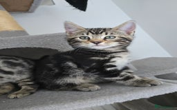 Bengal cats for sale: Bengal Mix - Advert 3