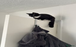 Domestic Shorthair cats for sale: Pretty little tuxedo and cutest little tabby - Image 7