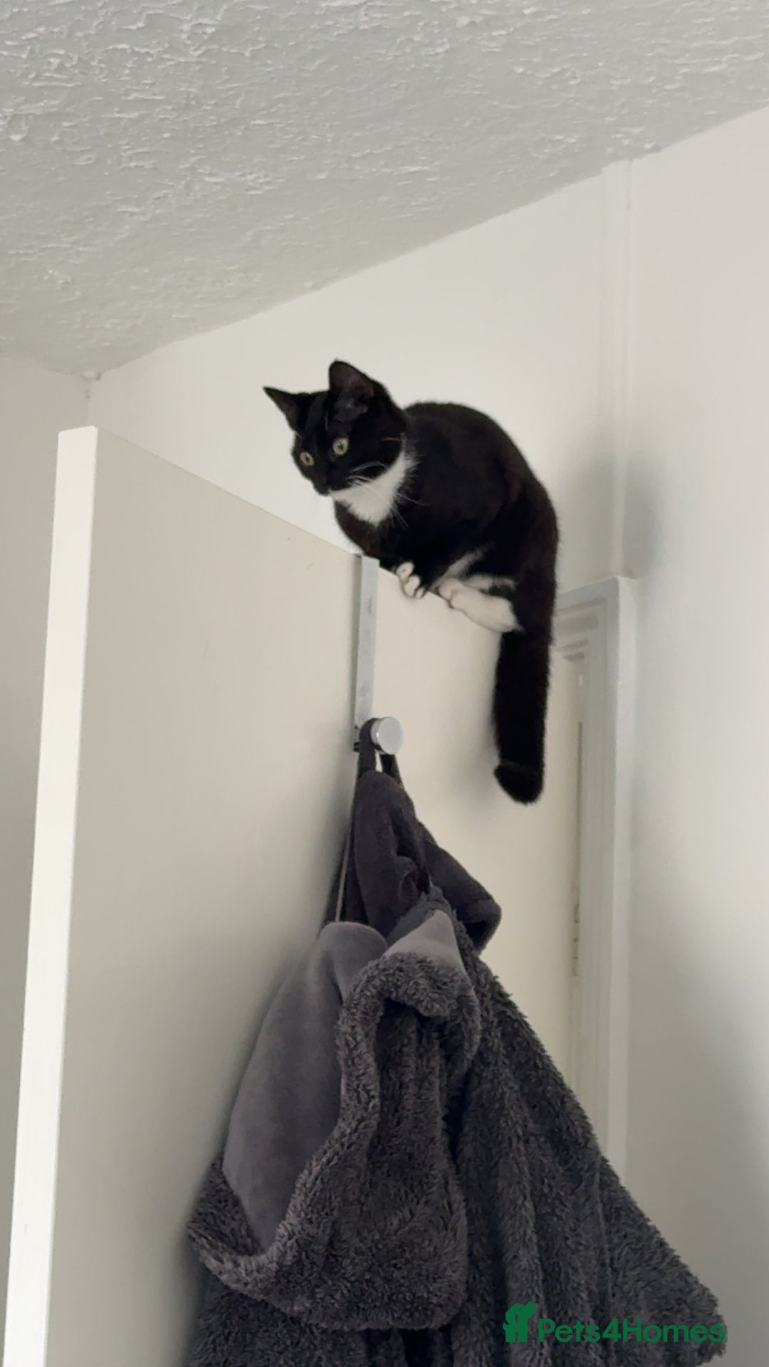 Domestic Shorthair cats for sale: Pretty little tuxedo and cutest little tabby - Image 7