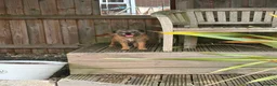 Border Terrier dogs for sale: Beautiful slem clear female - Advert 3